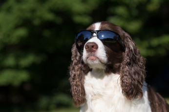 Картинка животные собаки пес