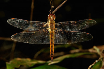 Картинка животные стрекозы itchydogimages макро стрекоза травинка