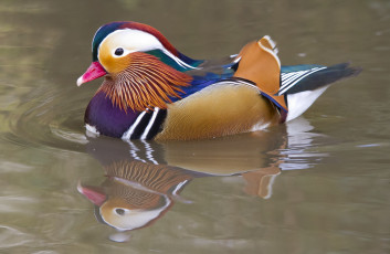 Картинка животные утки озеро красавица утка-мандаринка