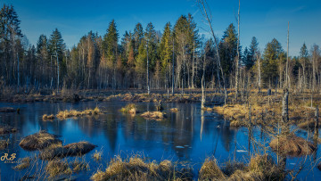 Картинка природа реки озера лес река