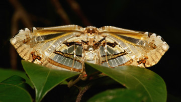 Картинка животные бабочки +мотыльки +моли itchydogimages макро насекомое мотылёк