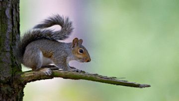 Картинка животные белки белка