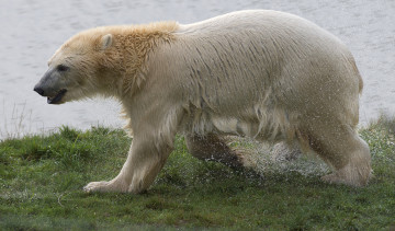Картинка животные медведи медведь белый