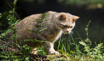 Картинка животные дикие+кошки внимание крадётся трава хищник