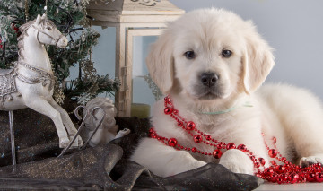 Картинка животные собаки лошадь гирлянды елка щенок ретривер ангел конь