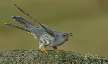 Картинка животные птицы птичка