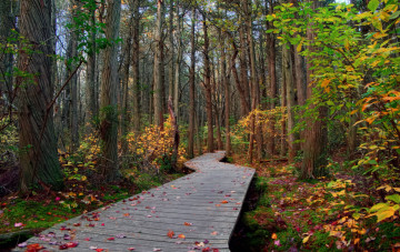 Картинка природа дороги лес настил