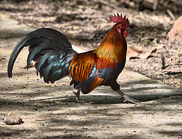 Обои картинки фото животные, куры,  петухи, петя