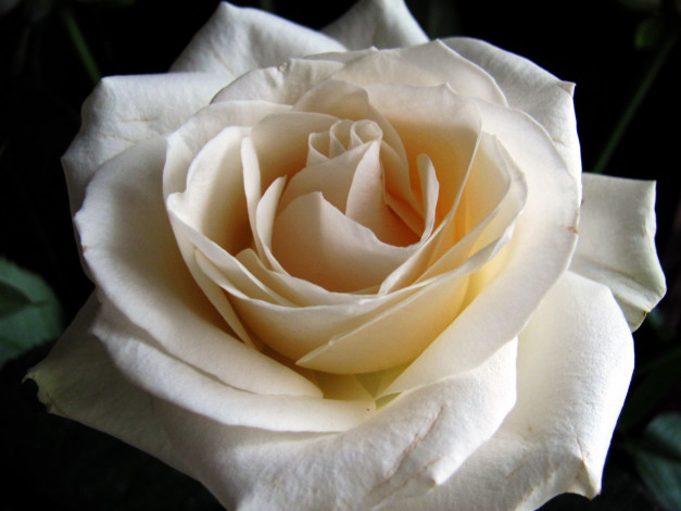 Обои картинки фото цветы, розы, белый