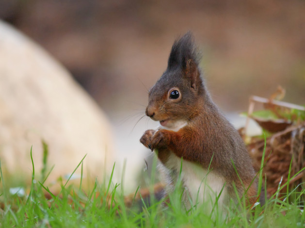 Обои картинки фото животные, белки, белка, грызун