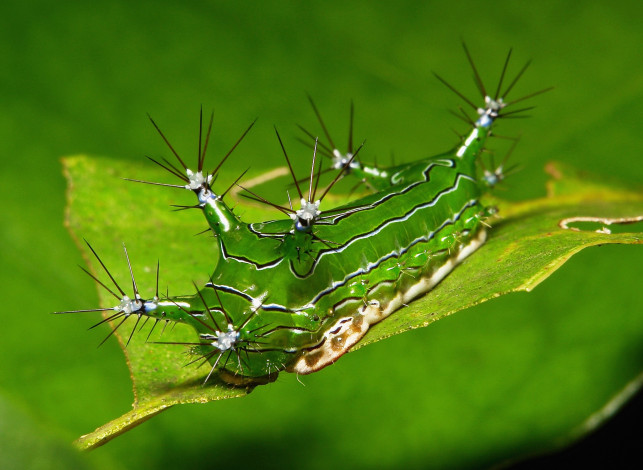 Обои картинки фото животные, гусеницы, itchydogimages, макро, гусеница, лист