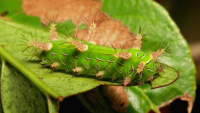 Обои картинки фото животные, гусеницы, itchydogimages, макро, лист, гусеница