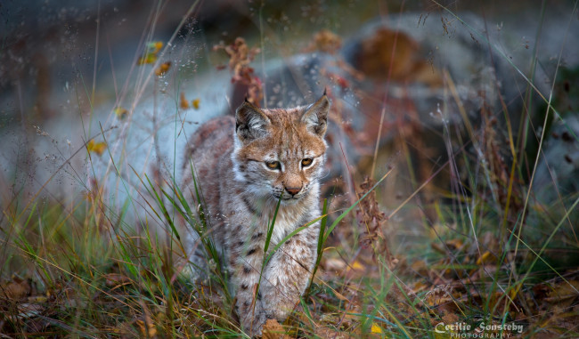 Обои картинки фото животные, рыси, рысёнок, трава, прогулка, детёныш