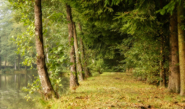 Обои картинки фото природа, реки, озера, река, лес