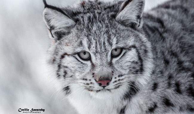 Обои картинки фото животные, рыси, морда, кошка