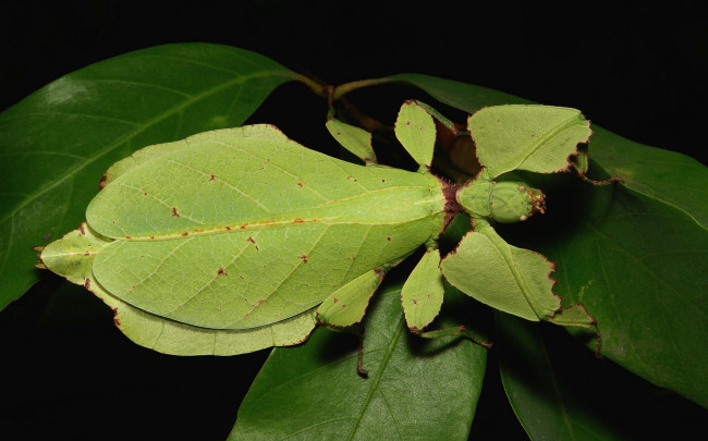 Обои картинки фото животные, богомолы, itchydogimages, макро, лист, богомол, насекомое