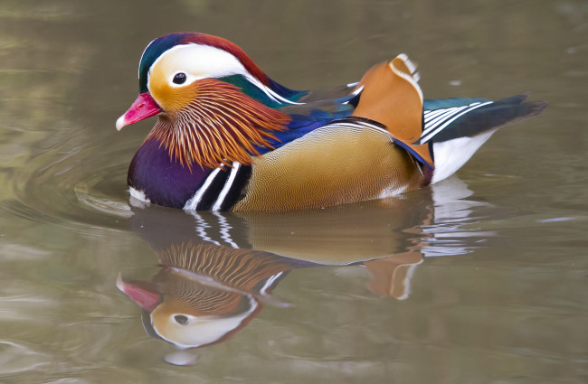 Обои картинки фото животные, утки, озеро, красавица, утка-мандаринка