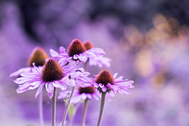Обои картинки фото цветы, эхинацея, фон