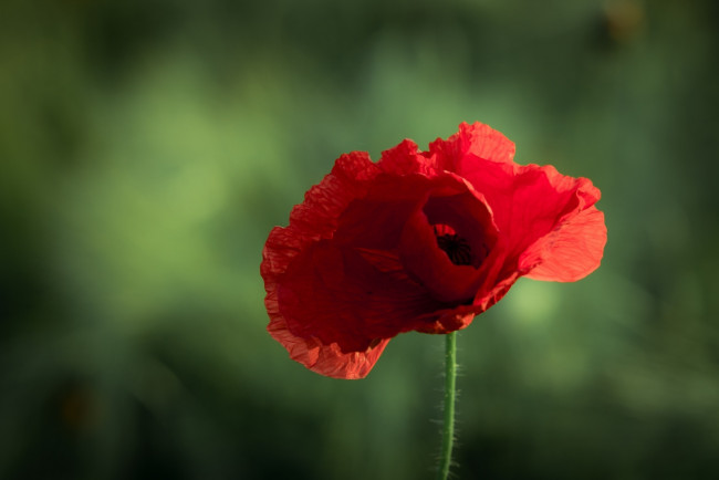 Обои картинки фото цветы, маки, макро, красный