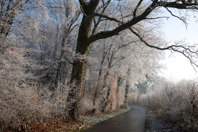 Обои картинки фото природа, дороги, шоссе, лес