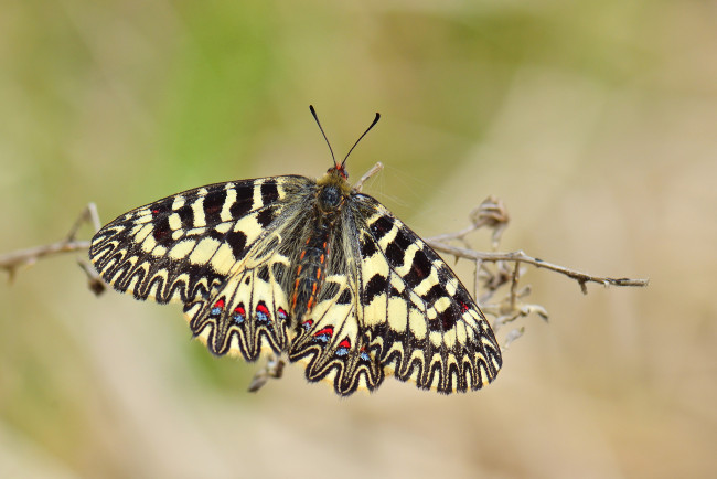 Обои картинки фото животные, бабочки,  мотыльки,  моли, бабочка