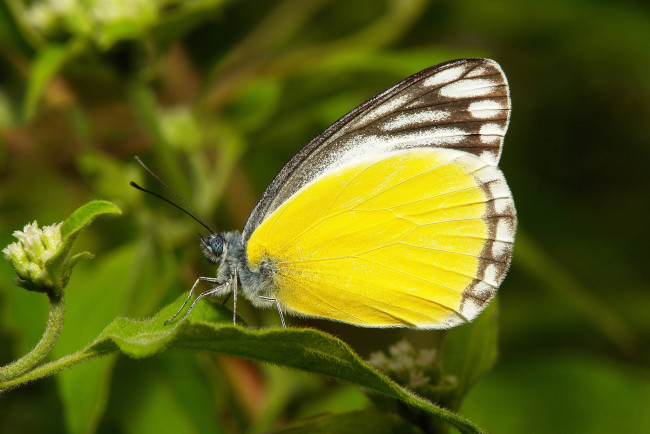 Обои картинки фото животные, бабочки,  мотыльки,  моли, itchydogimages, макро, бабочка, крылья