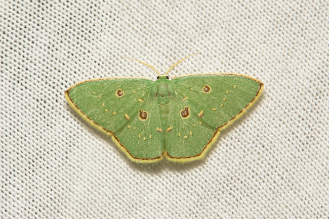 Обои картинки фото животные, бабочки,  мотыльки,  моли, itchydogimages, макро, насекомое, моль