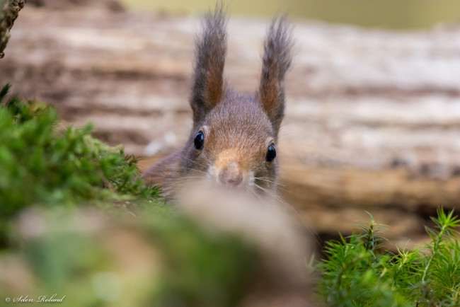 Обои картинки фото животные, белки, засада, выглядывает, грызун