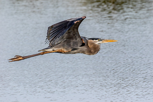 Обои картинки фото животные, цапли,  выпи, птичка
