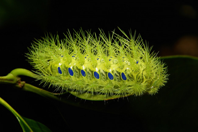 Обои картинки фото животные, гусеницы, itchydogimages, макро, лист, гусеница