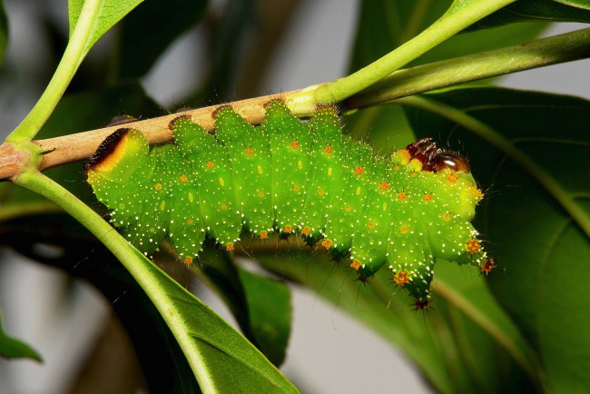 Обои картинки фото животные, гусеницы, itchydogimages, макро, гусеница, листья