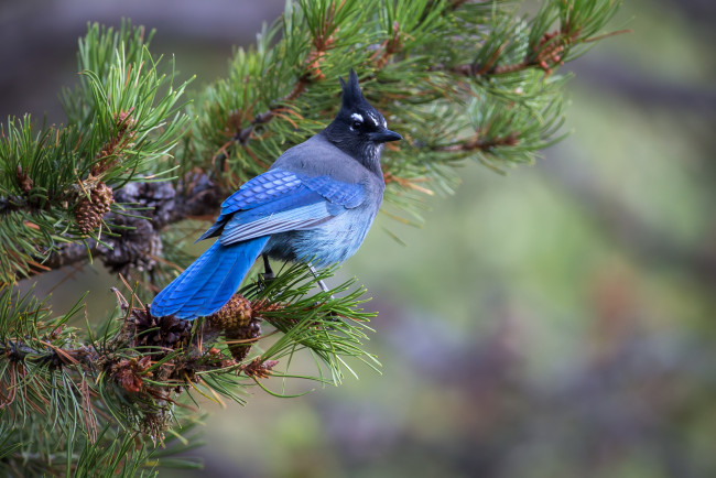 Обои картинки фото животные, кардиналы, птичка