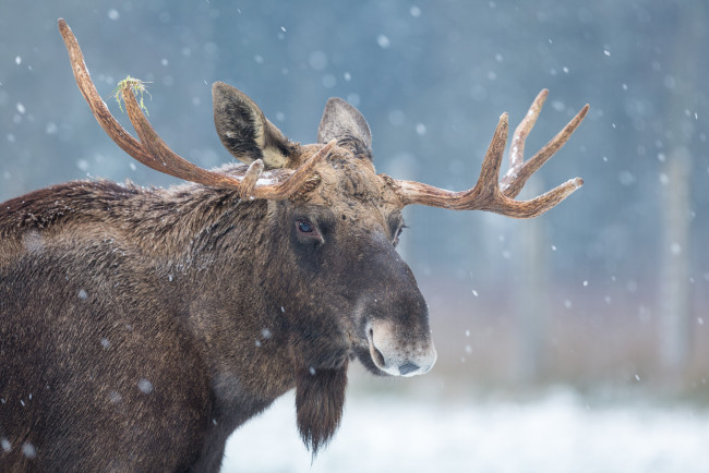 Обои картинки фото животные, лоси, снег, лось