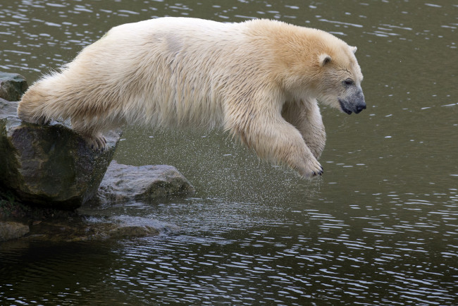 Обои картинки фото животные, медведи, медведь, белый