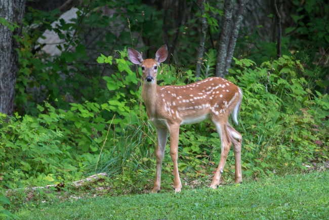 Обои картинки фото животные, олени, олениха
