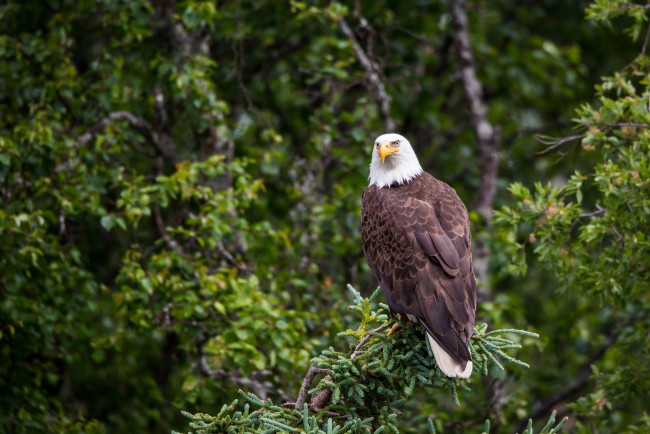 Обои картинки фото животные, птицы - хищники, гордый, орлан
