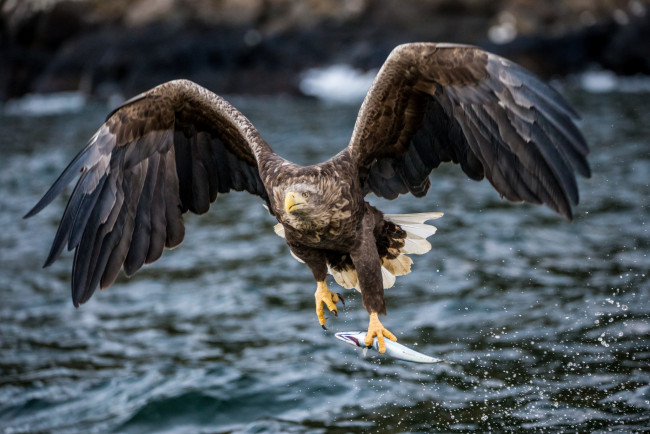 Обои картинки фото животные, птицы - хищники, птица, хищник, рыба, добыча, вода