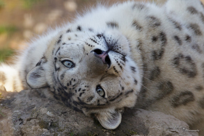 Обои картинки фото животные, снежный барс , ирбис, морда, кошка