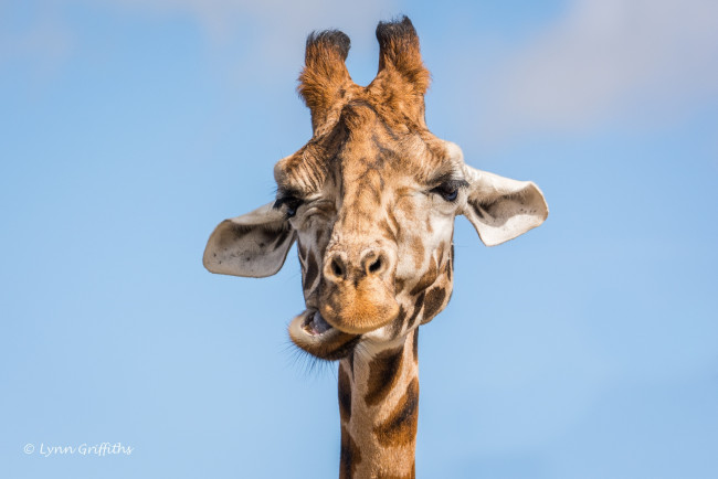 Обои картинки фото животные, жирафы, гримаса, морда