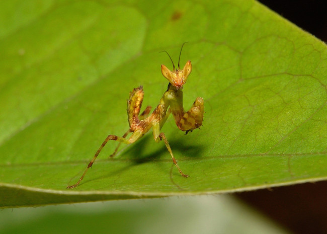 Обои картинки фото животные, богомолы, itchydogimages, богомол, лист, макро