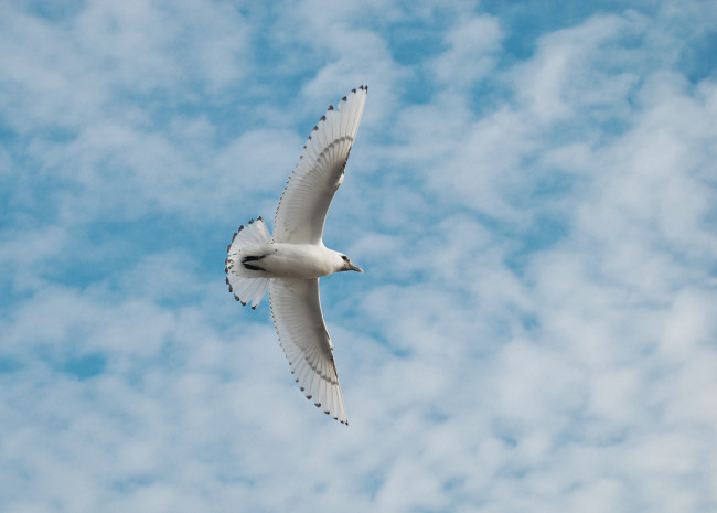 Обои картинки фото животные, Чайки,  бакланы,  крачки, небо, чайка, облака