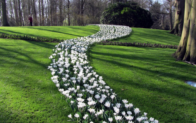 Обои картинки фото природа, парк, весна, крокусы, лужайка, клумба