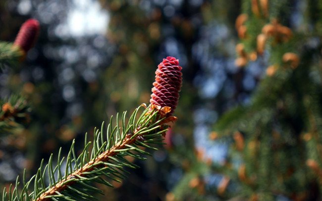 Обои картинки фото природа, шишки,  жёлуди,  каштаны, шишка, сосновая