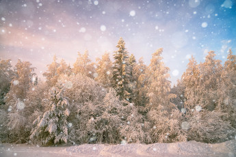 Картинка природа зима лес снег