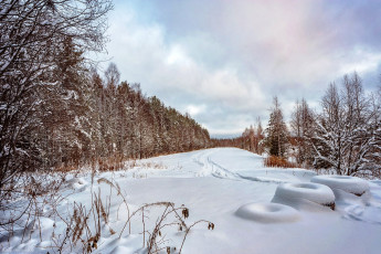 Картинка природа зима деревья лес