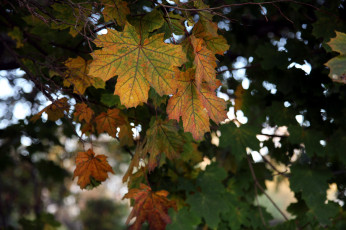 Картинка природа листья осень