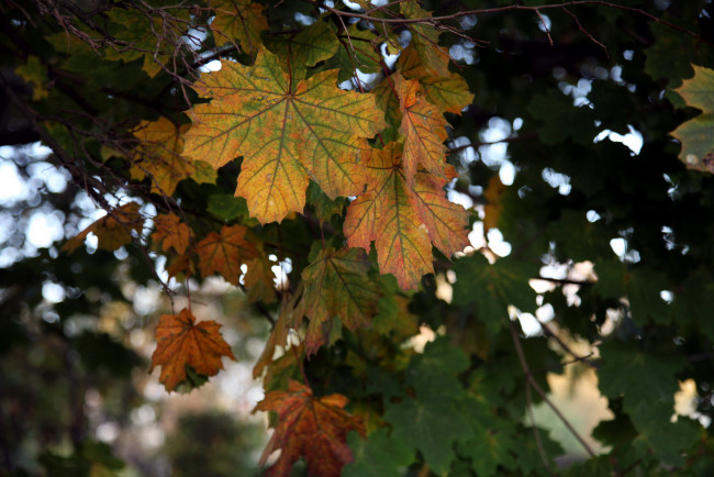 Обои картинки фото природа, листья, осень