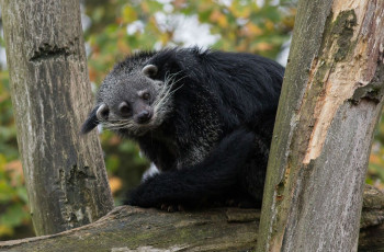 Картинка binturong животные бинтуронги бинтуронг млекопитающие виверровые хищники шерсть морда когти хвост