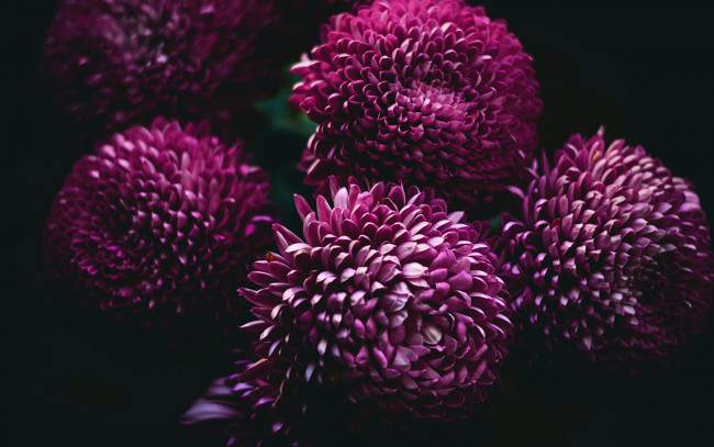 Обои картинки фото цветы, георгины, лиловые, макро