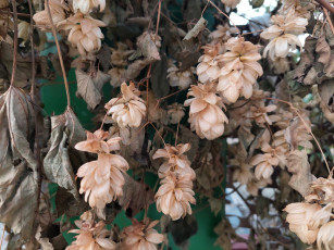 обоя природа, шишки,  жёлуди,  каштаны, хмель